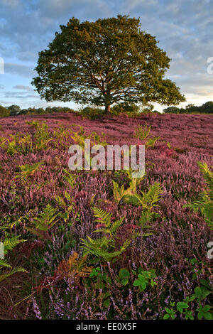 Heather covered Heathland, Lord's Piece, West Sussex. Stock Photo