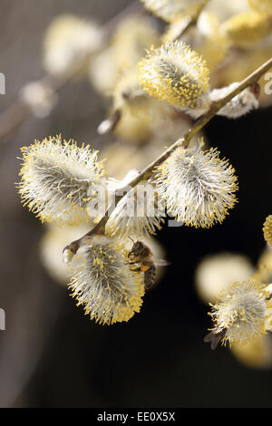 Nahaufnahme von bluehenden Weidenkaetzchen, Salweide, Salix caprea Stock Photo