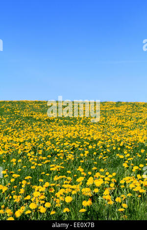 Wiese im Fruehling, gelb bluehender Loewenzahn Stock Photo
