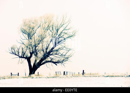 Tree, fence and field on a foggy day in Eastern Oregon. Stock Photo