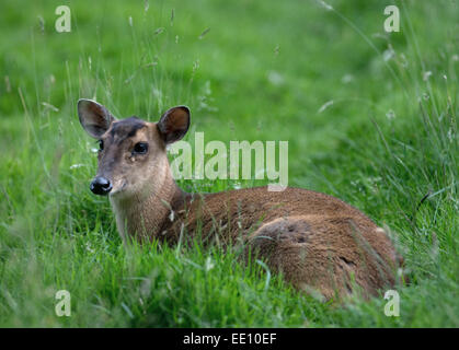 Female Muntjac, also known as barking deer and Mastreani deer-Muntiacus reeversi. Stock Photo