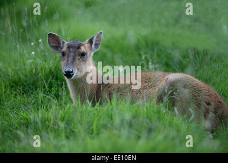 Female Muntjac, also known as barking deer and Mastreani deer-Muntiacus reeversi. Stock Photo