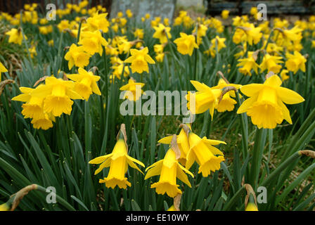 Daffodils growing in the graveyard of Blaenwaun Baptist Chapel, West Wales. Stock Photo