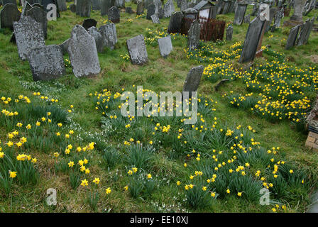 Daffodils growing in the graveyard of Blaenwaun Baptist Chapel, West Wales. Stock Photo