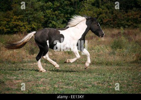 Beautiful black and white skewbald  young horse running in pasture. Beautiful youngster galloping on meadow summer trural scene Stock Photo