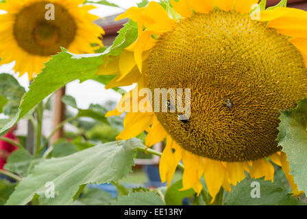 Sunflowers and the Bees. Bees crawl over a sunflower, pollinating as they go. Stock Photo