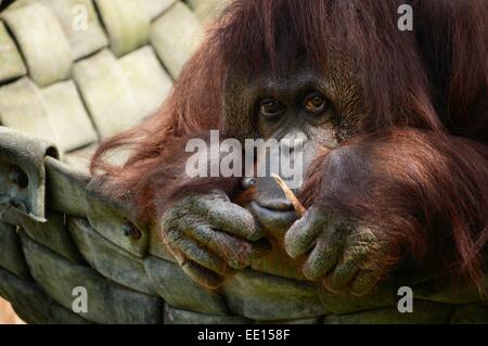 young orangutan to the right looking into the camera with mild curiosity. head between hands Stock Photo