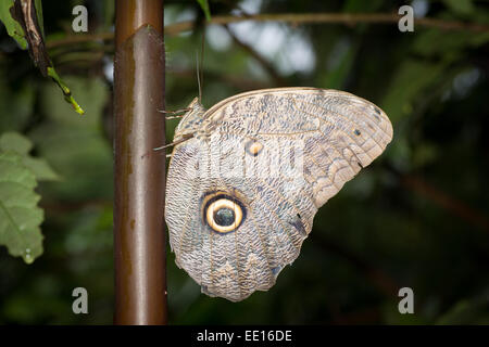 Morpho butterfly with wings closed on a stem showing 'eye-spot' in Peruvian rainforest Stock Photo