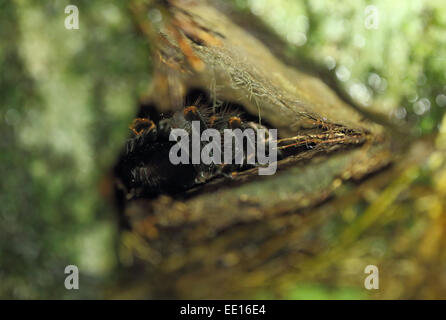 An orange-knee (sometimes called Mexican red-knee) tarantula (Brachypelma smithi) hiding in its nest under some rocks at night. Stock Photo