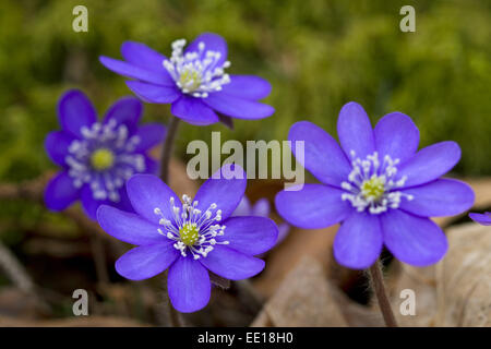 Blühende Leberblümchen im Frühling, Hapatica Nobilis Stock Photo