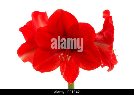 Rote Amaryllis, Ritterstern (Hippeastrum)