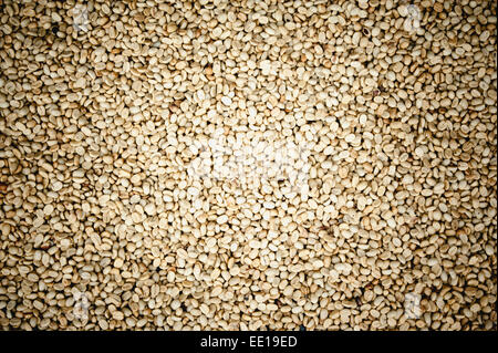 Background texture of green un-roasted coffee beans. Stock Photo