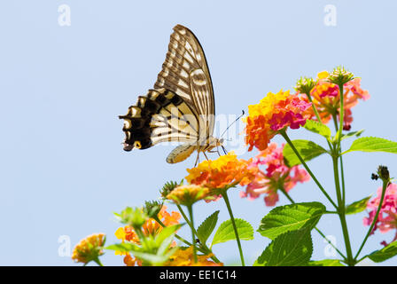 Asian Swallowtail butterfly (Papilio xuthus) feeding on Big Sage flowers (Lantana camara) Stock Photo