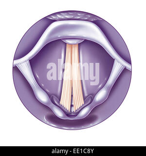 VOCAL CORD, DRAWING Stock Photo