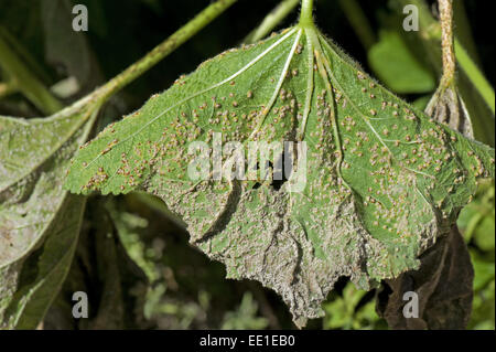 Rust on Hollyhock Leaf, plant disease, wilt, droop diseases Stock Photo ...