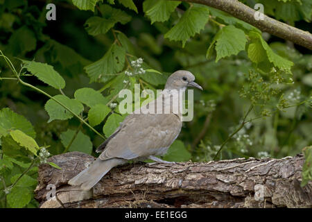 Juvenile Eurasian collared doves (Streptopelia decaocto Stock Photo - Alamy