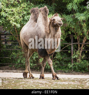 Bactrian camel (Camelus bactrianus) in captivity. Stock Photo