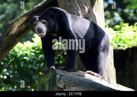 Southeast Asian Sun bear or Honey Bear (Helarctos malayanus) posing on a tree stump, looking at the camera Stock Photo