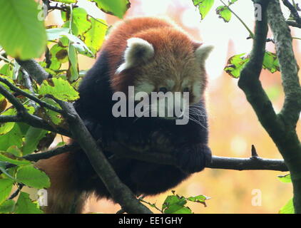 Asian Red Panda (Ailurus fulgens) in a tree.  a.k.a. Lesser panda or red cat-bear. Stock Photo