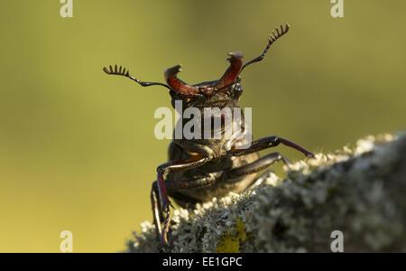 Greater Stag Beetle (Lucanus cervus) adult male, on lichen covered branch, Bulgaria, July Stock Photo