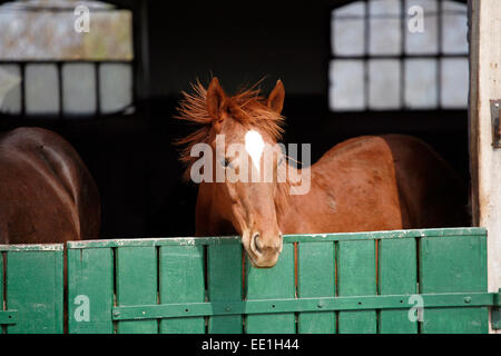 Head shot of a young stallion on farmland rural scene . Portrait of a purebred yearling horse Stock Photo