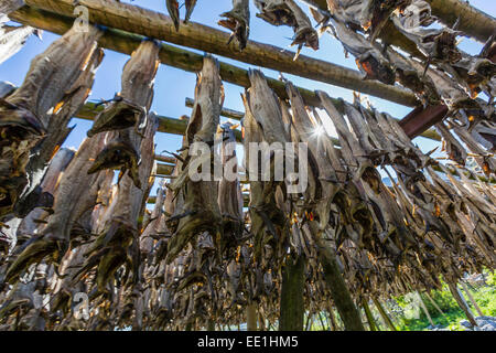 Stock cod, split and drying out on huge racks, in the Norwegian fishing village of Reina, Lofoten Islands, Norway, Scandinavia Stock Photo