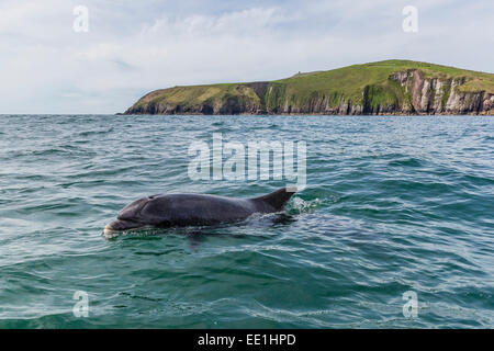 Adult bottlenose dolphin (Tursiops truncates) near the Dingle Peninsula, County Kerry, Munster, Republic of Ireland