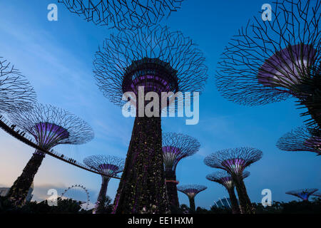 Gardens by the Bay at night, Singapore, Southeast Asia, Asia Stock Photo