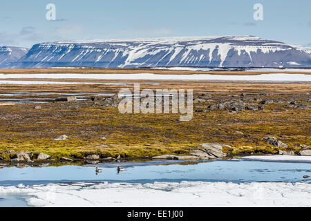 Courting pair of long-tailed ducks (Clangula hyemalis), Bellsund, Spitsbergen, Svalbard, Arctic, Norway, Scandinavia, Europe Stock Photo