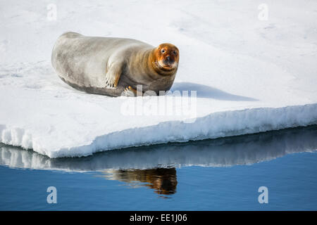 Adult bearded seal (Erignathus barbatus) hauled out on ice in Olga Strait, Svalbard, Arctic, Norway, Scandinavia, Europe Stock Photo