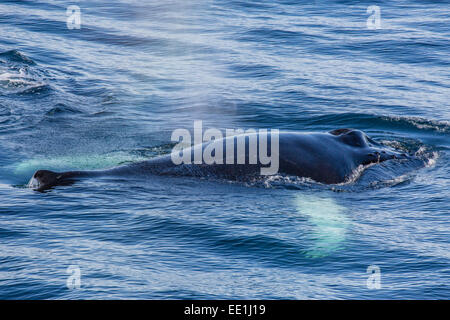 Adult humpback whale (Megaptera novaeangliae) feeding off the west coast of Spitsbergen, Svalbard, Arctic, Norway, Scandinavia Stock Photo