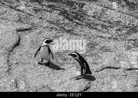 Two penguins on a rock at Boulders Beach in Simonstown in black and white Stock Photo