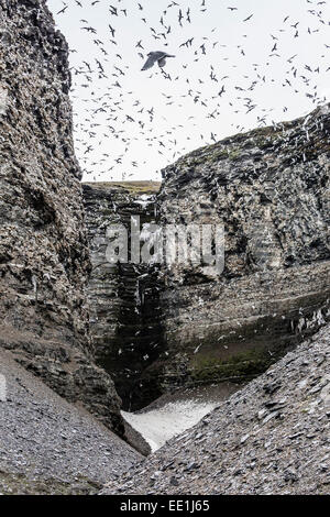 Adult black-legged kittiwakes (Rissa tridactyla) take flight at nesting site at Diskobukta, Edgeoya, Svalbard, Arctic, Norway Stock Photo