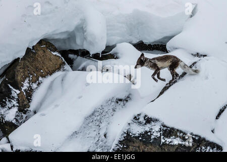 Adult arctic fox (Vulpes lagopus), Alkefjelet, Cape Fanshawe, Spitsbergen, Svalbard, Arctic, Norway Stock Photo