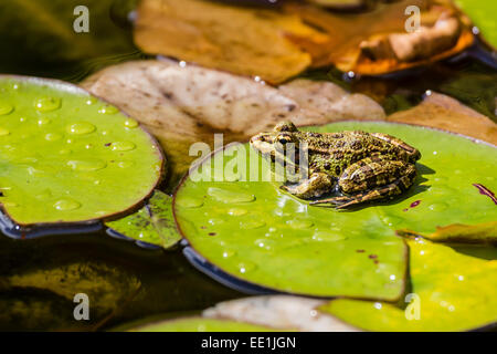 Perez's frog (Iberian waterfrog) (Iberian green frog) (Pelophylax perezi) on the island of Sao Miguel, Azores, Portugal Stock Photo