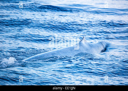 A single adult blue whale (Balaenoptera musculus) surfacing in deep water off Funchal, Madeira, Portugal, Atlantic, Europe Stock Photo