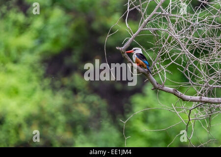 Male grey-headed kingfisher (Halcyon leucocephala) at Curral Grande, Fogo Island, Cape Verde, Africa Stock Photo