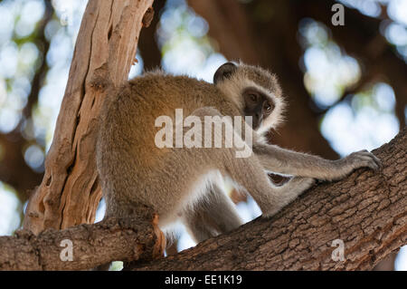 Vervet monkey (Cercopithecus aethiops), Chobe National Park, Botswana, Africa Stock Photo