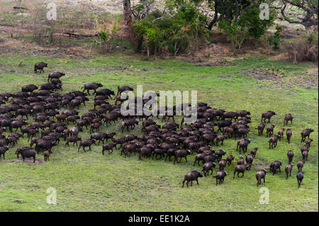 African buffalos (Syncerus caffer), aerial view, Okavango delta, Botswana, Africa Stock Photo