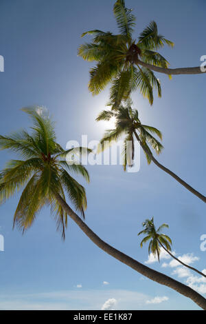 Tall palm trees silhouetted against the sun on an island in the Maldives, Indian Ocean, Asia Stock Photo