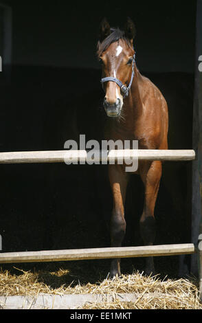 Yearling bay horse standing  in the barn. Beautiful foal looking over the barn fence Stock Photo