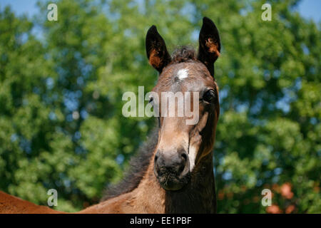 Head-shot of a chestnut colored purebred foal.  Portrait of a pretty colt in summer pasture.rural scene Stock Photo