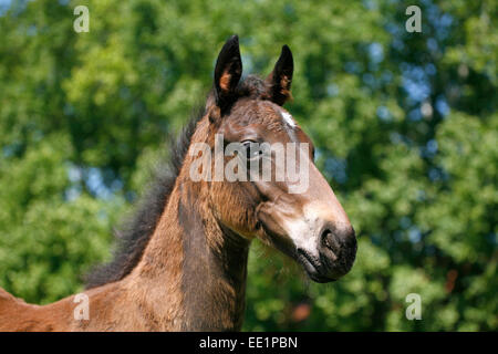 Head-shot of a chestnut colored purebred foal.  Portrait of a pretty colt in summer pasture.rural scene Stock Photo