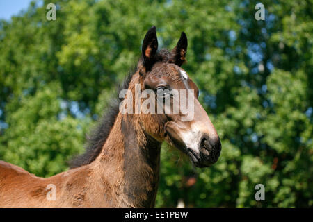 Head-shot of a chestnut colored purebred foal.  Portrait of a pretty colt in summer pasture.rural scene Stock Photo