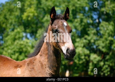 Head-shot of a chestnut colored purebred foal.  Portrait of a pretty colt in summer pasture.rural scene Stock Photo