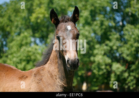 Head-shot of a chestnut colored purebred foal.  Portrait of a pretty colt in summer pasture.rural scene Stock Photo