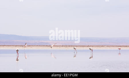 Flamingos at Laguna Chaxa, San Pedro de Atacama, Chile, South America Stock Photo