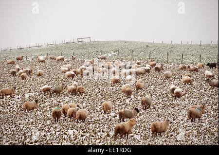 Mynydd Epynt Range of hills, Powys, Wales,  UK. 13th January, 2015. Sheep brave the weather on the Mynydd Epynt high moorland between Builth Wells and Brecon. Snow falls in Mid Wales as predicted by the weather forecasts. Credit:  Graham M. Lawrence/Alamy Live News. Stock Photo