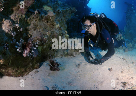 Diver looks at two Red lionfish (Pterois volitans)  Red Sea, Egypt, Africa Stock Photo