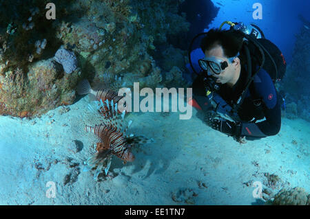 Diver looks at two Red lionfish (Pterois volitans)  Red Sea, Egypt, Africa Stock Photo